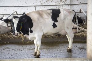 Holstajn frizijska rasa goveda