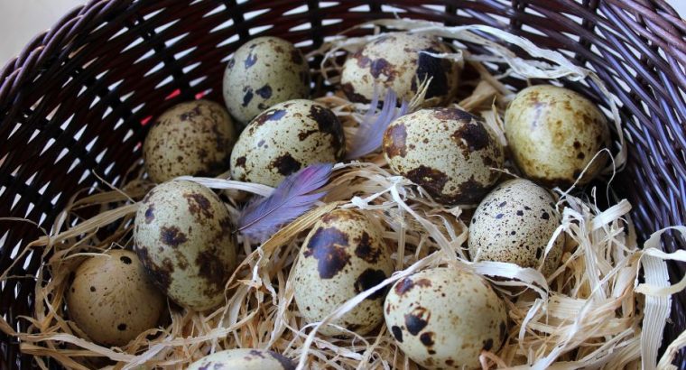 Kome prodati jaja japanske prepelice? Ko kupuje prepeličja jaja i zašto?